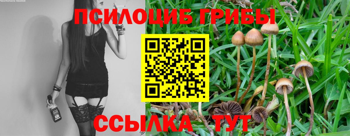 Псилоцибиновые грибы MAGIC MUSHROOMS  Галлюциногенные грибы GOLDEN TEACHER  цена   Вход с VPN  Щёлково 